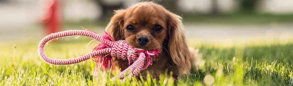 Pet sitters, dog walkers in the Lansdale, Montgomery County PA area